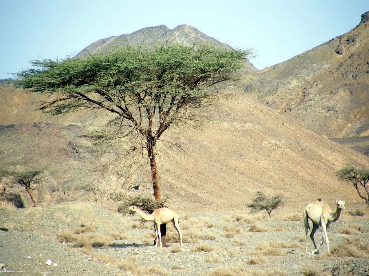 An acacia tree and camels in a mountain wadi