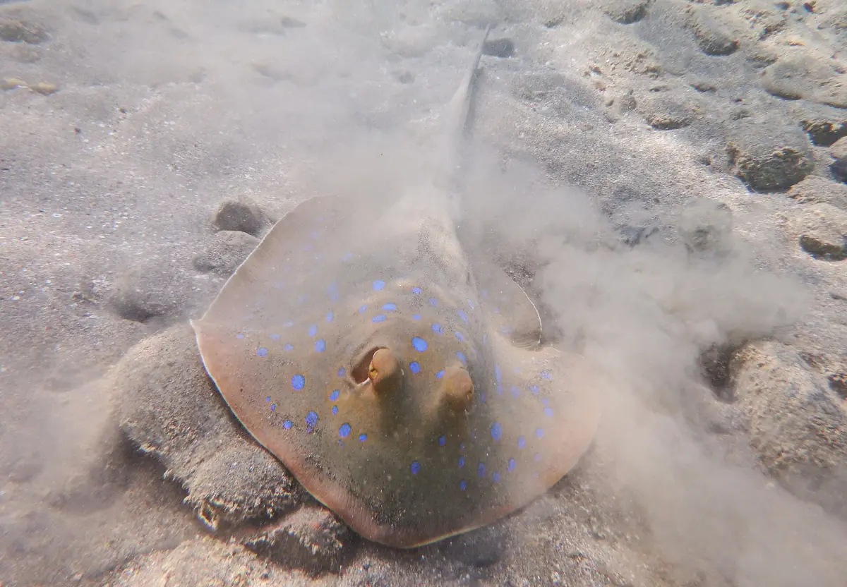 A bluespotted ray resting on a sandy seabed