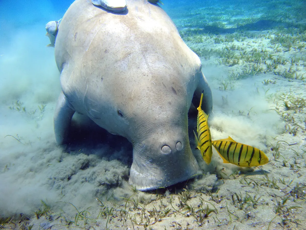 A dugong grazing on seagrass with a small striped fish beside it