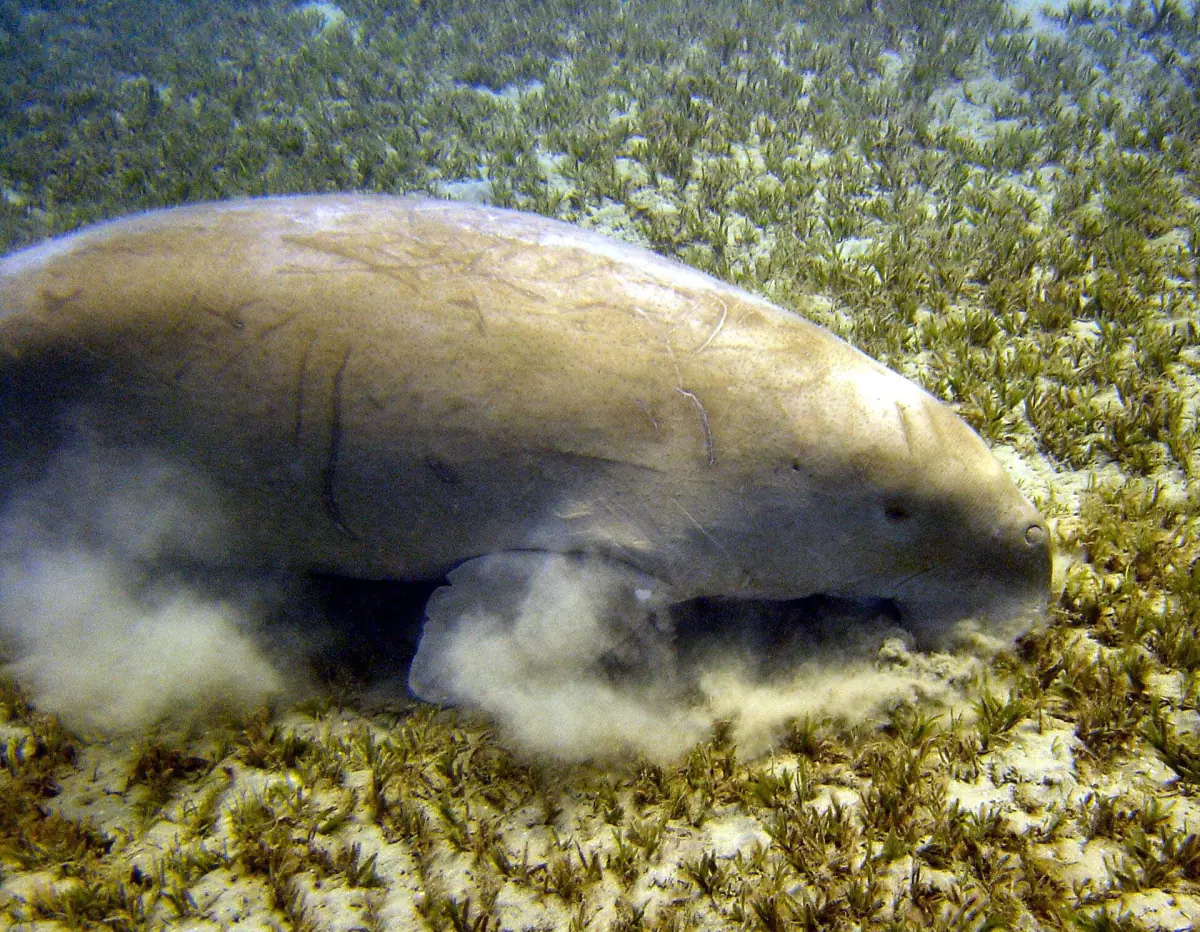 A dugong feeding on a seagrass meadow with sand clouds