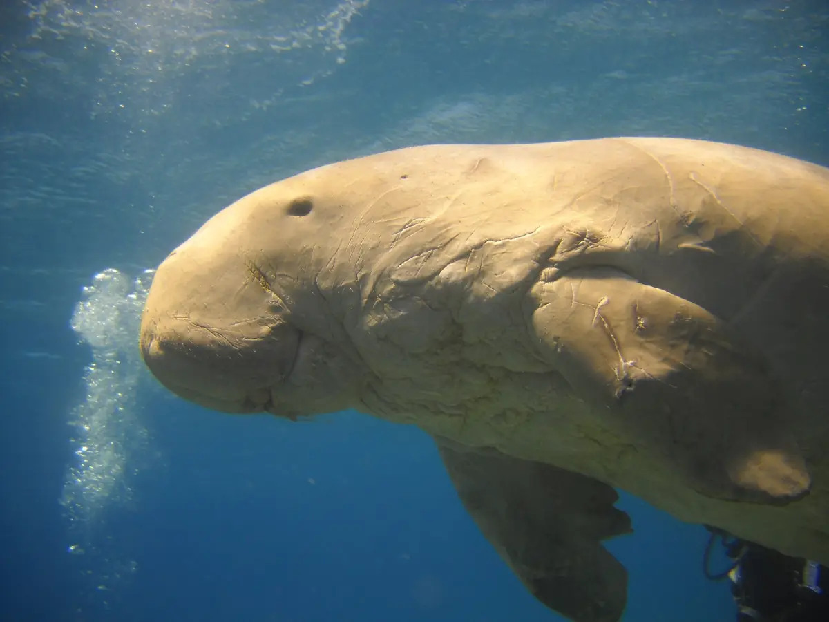 A dugong swimming in clear blue water