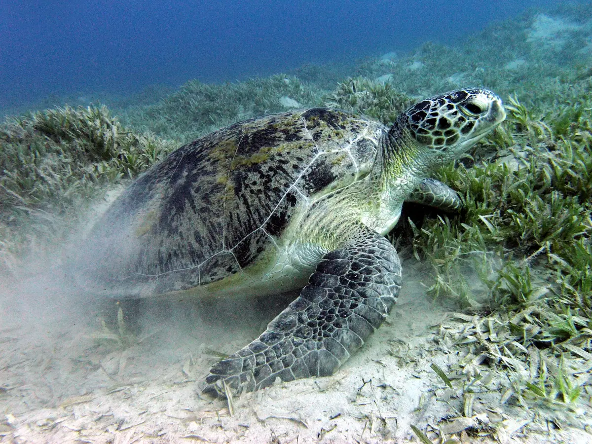 A green sea turtle grazing on seagrass on the sea floor