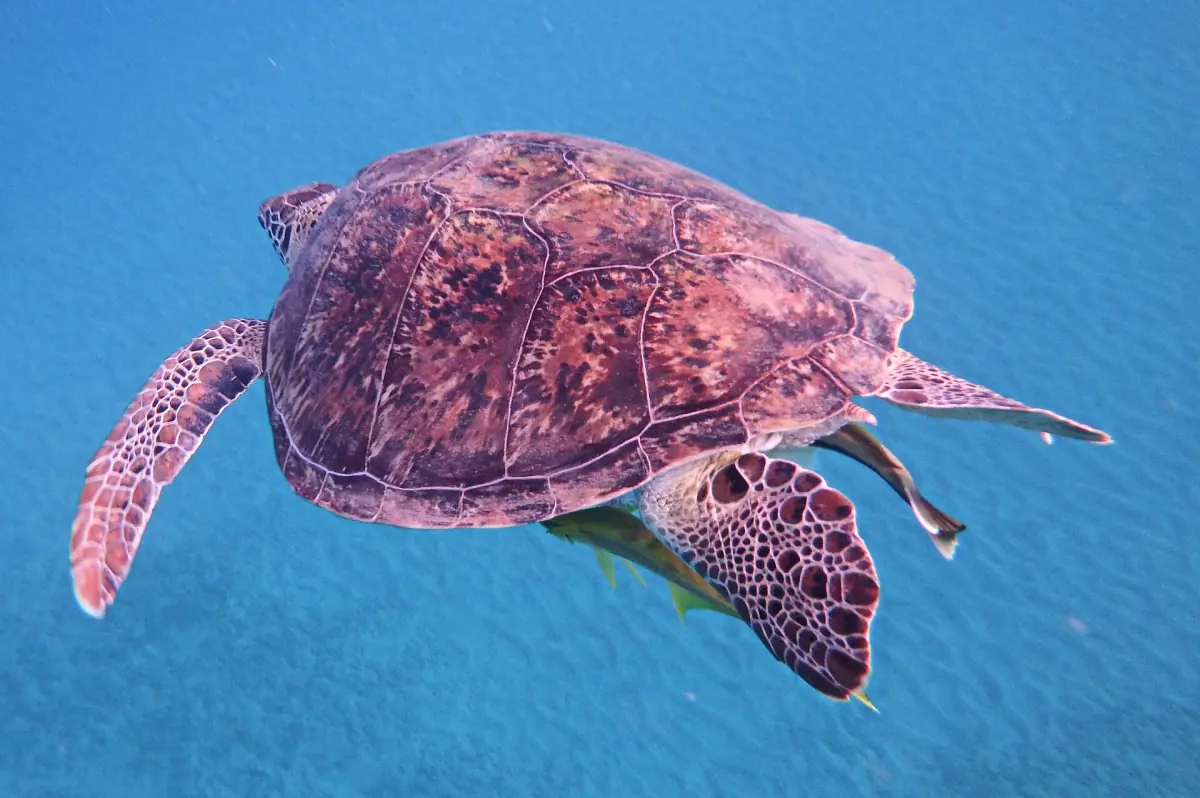 A green turtle swimming in blue water seen from above