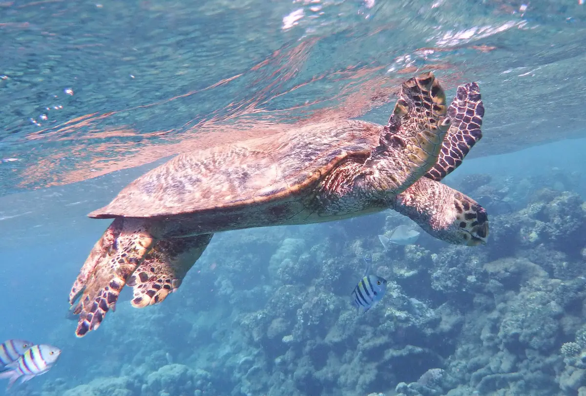 A hawksbill turtle swimming over a coral reef