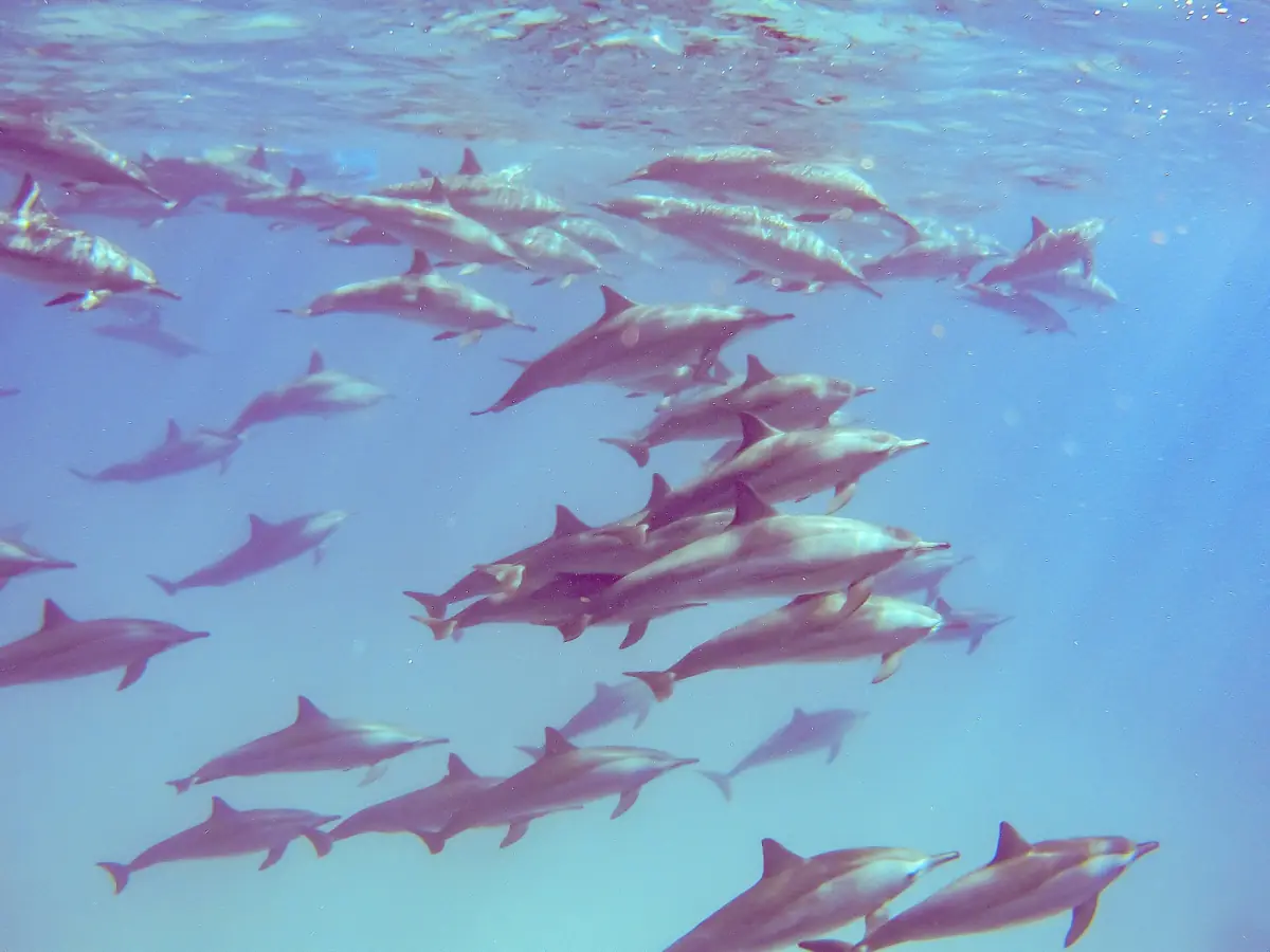 A large group of dolphins seen from above in blue water