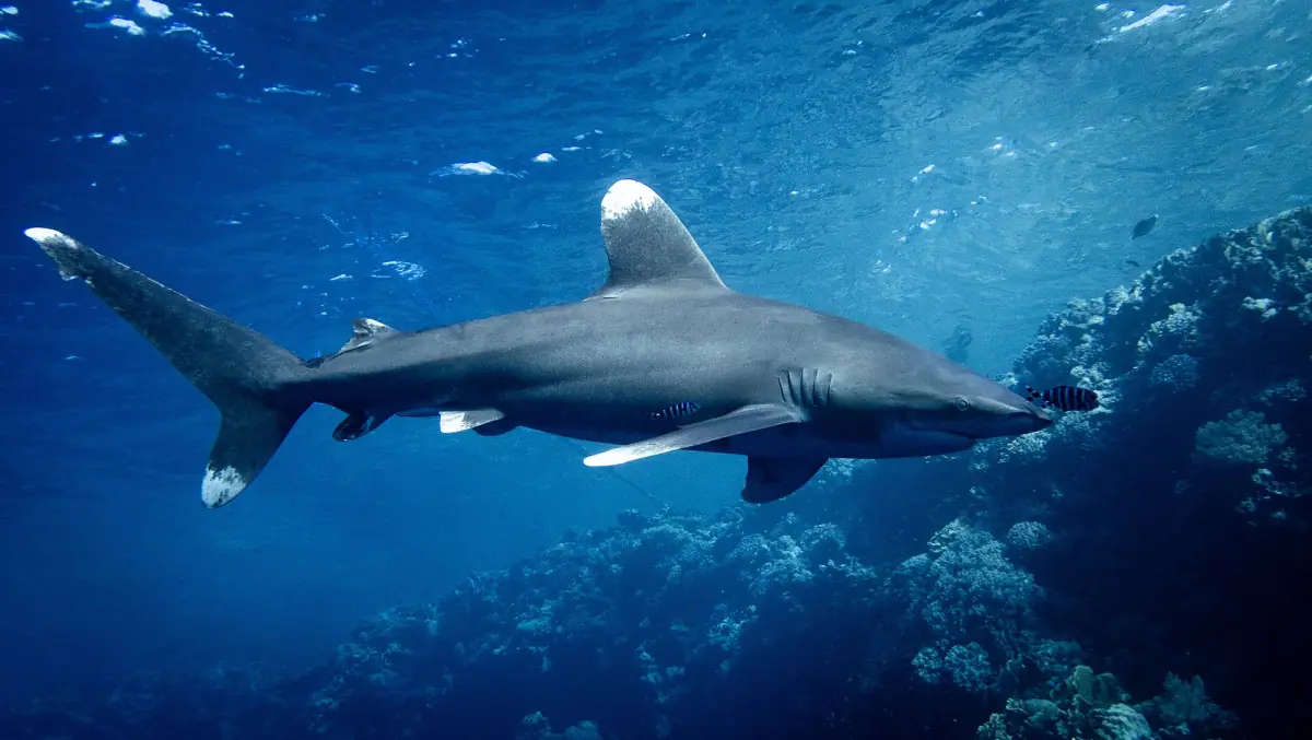 An oceanic whitetip shark swimming above a reef wall