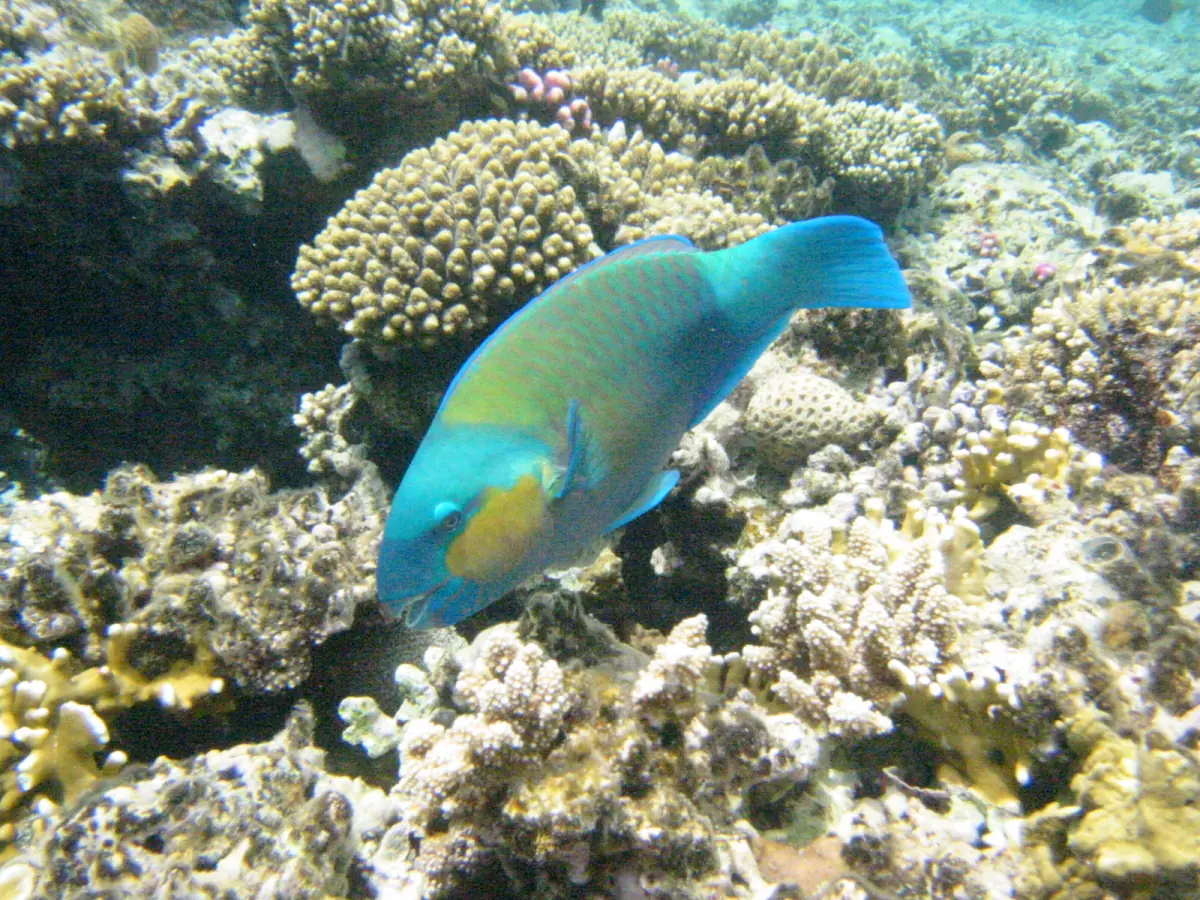 A parrotfish swimming over hard corals on a reef