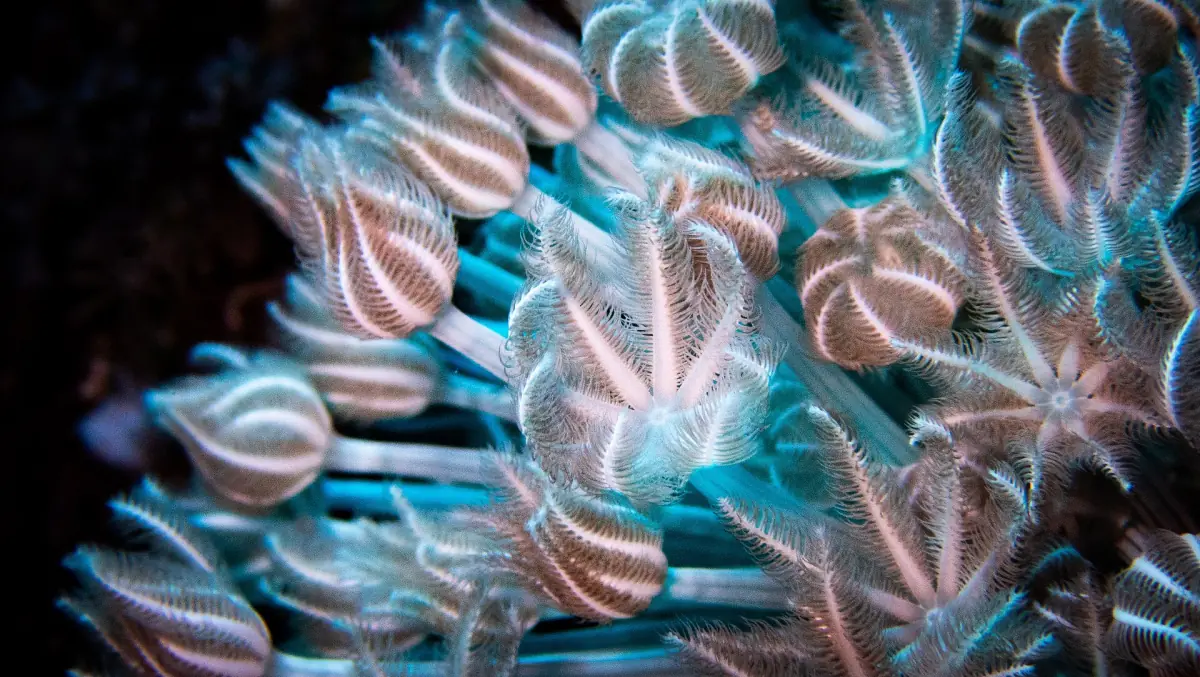 Close view of striped soft coral polyps on a reef wall