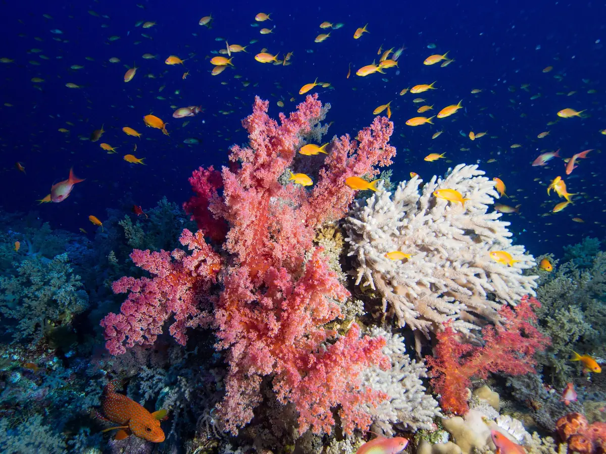 Pink and white soft corals with small orange fish on a Red Sea reef