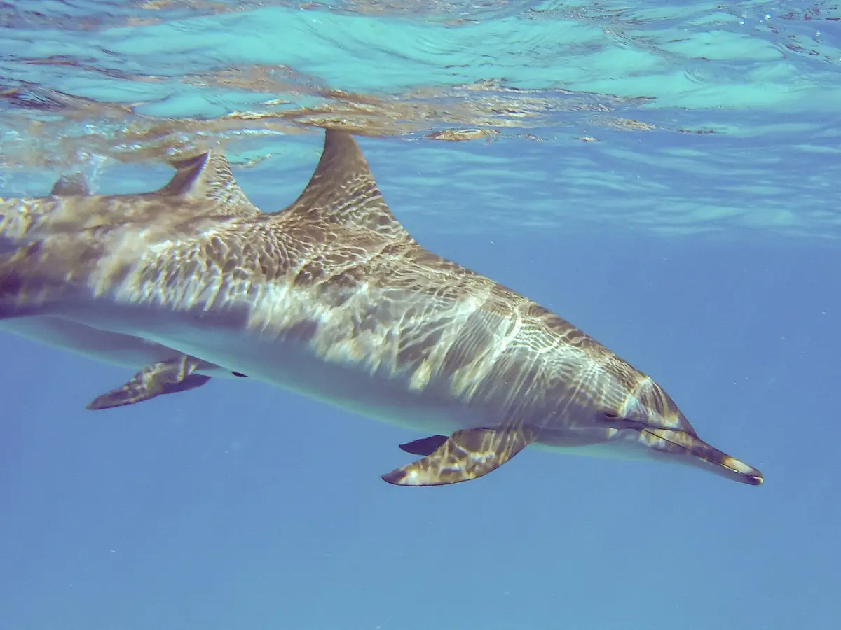 Two spinner dolphins swimming close to the surface