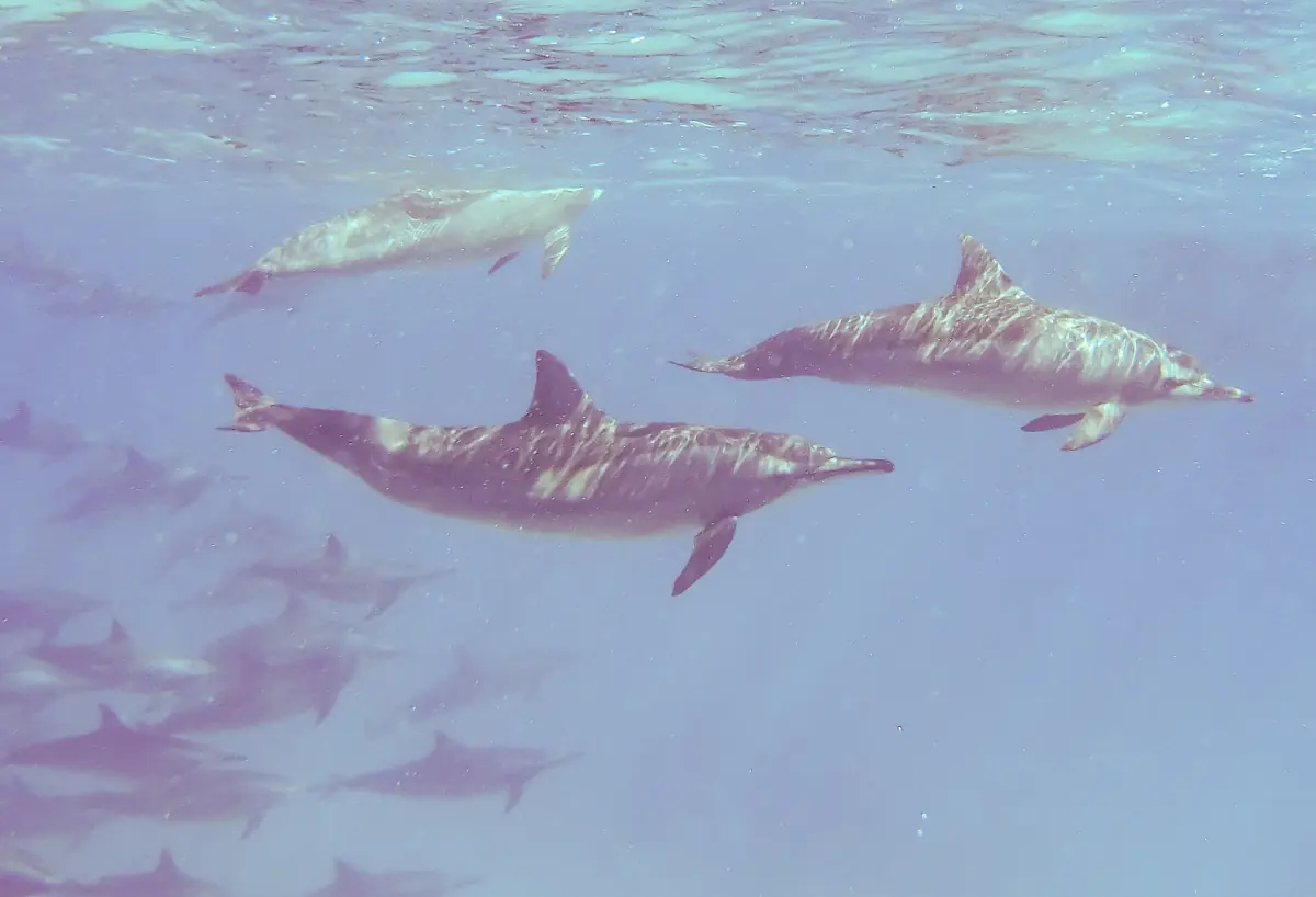 A pod of spinner dolphins swimming underwater