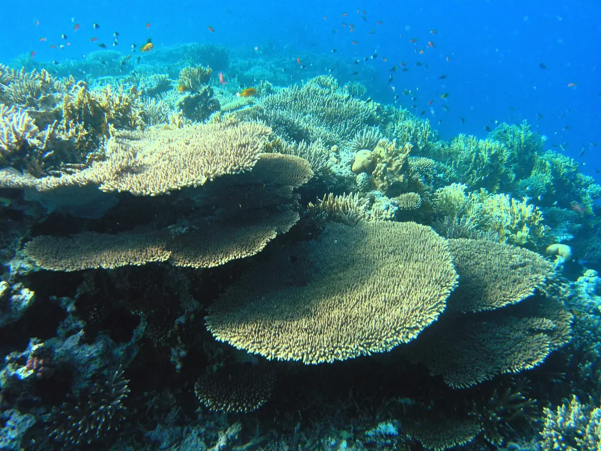 Table corals and reef fish in clear blue water