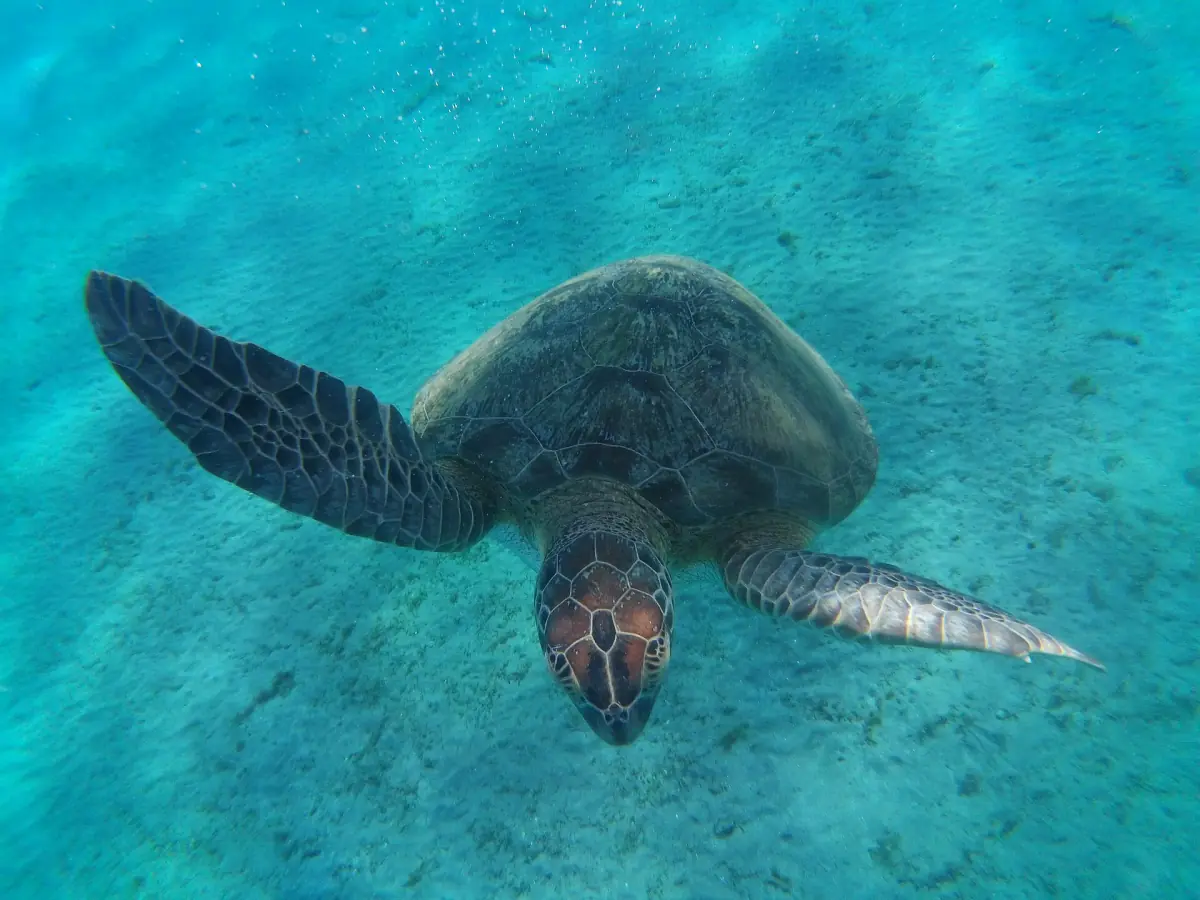 A sea turtle swimming in turquoise shallow water